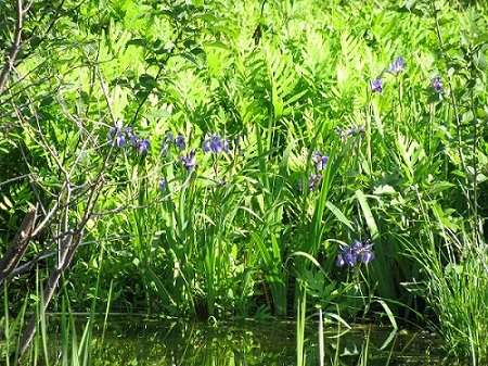 wild iris on waterway